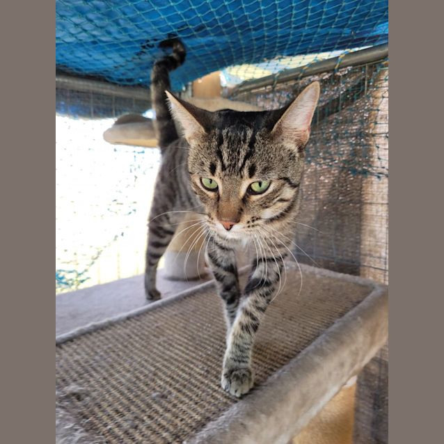 Photo of Ted The Tabby