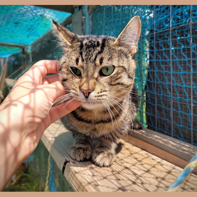 Photo of Ted The Tabby