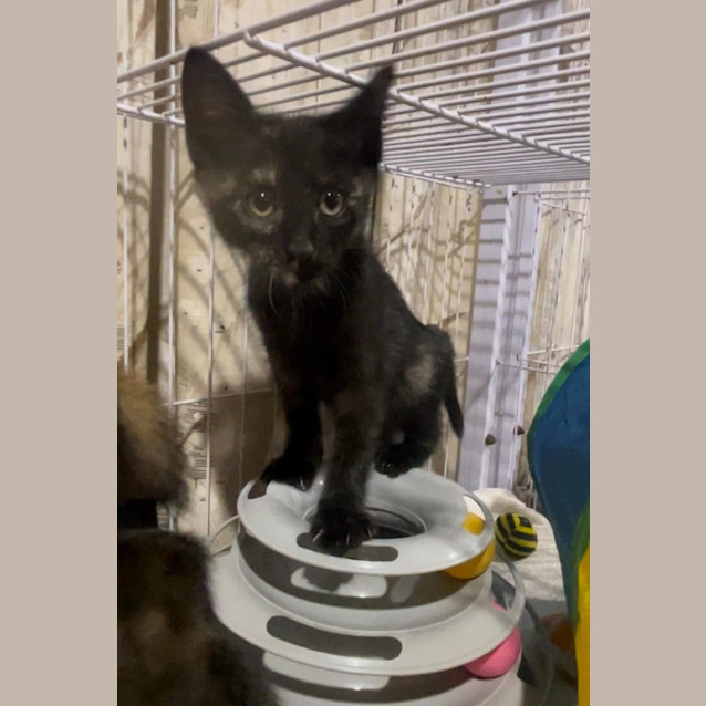 Photo of Zelda