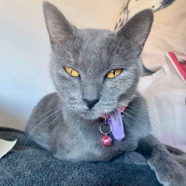 Photo of Greta Gerwig