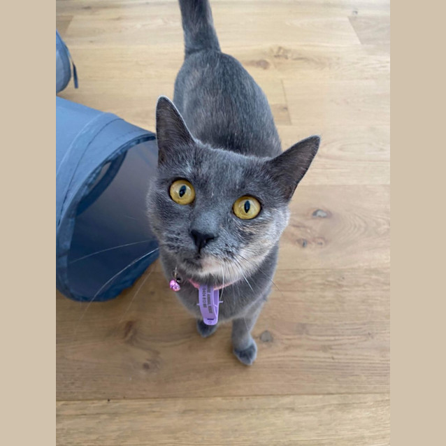 Photo of Greta Gerwig