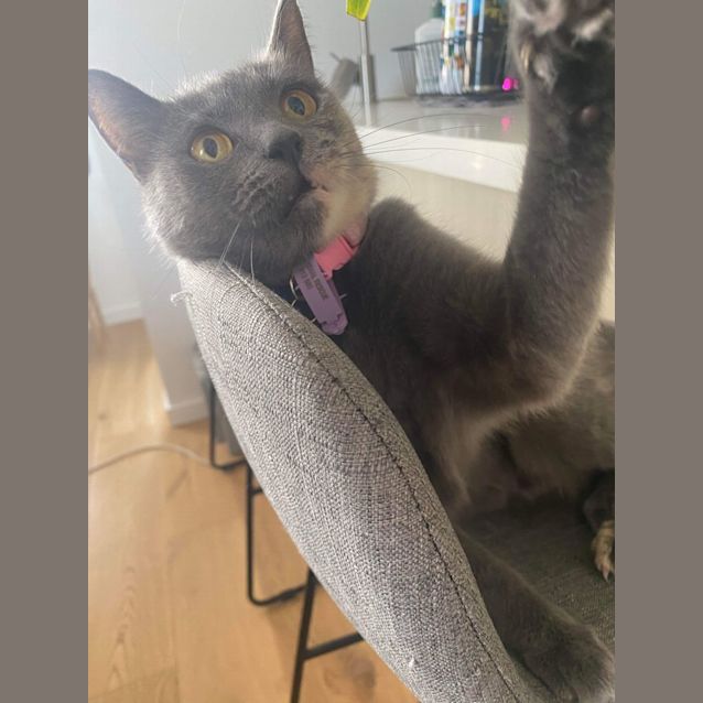 Photo of Greta Gerwig