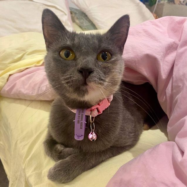 Photo of Greta Gerwig