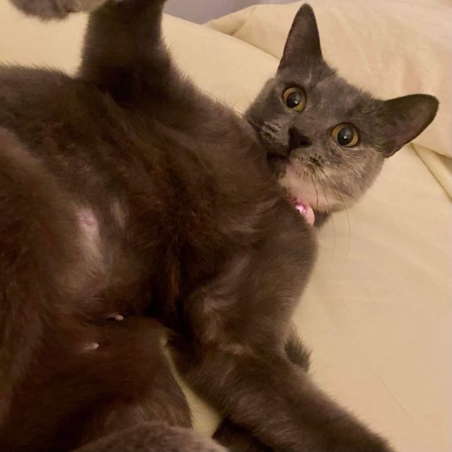 Photo of Greta Gerwig