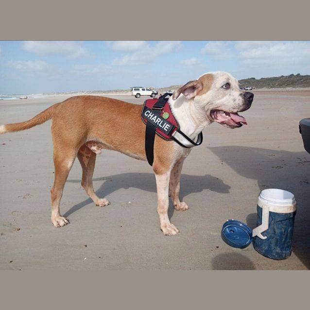 Photo of Frank (Charlie)