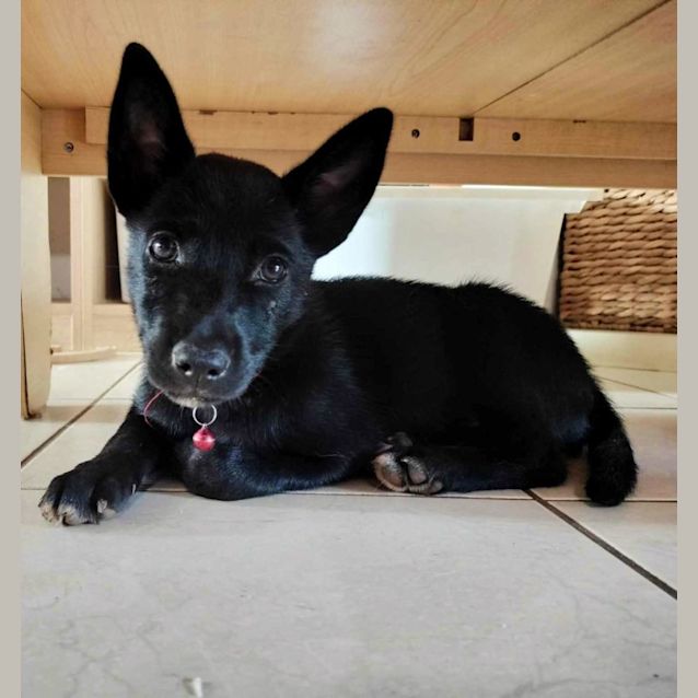 Photo of Rosie