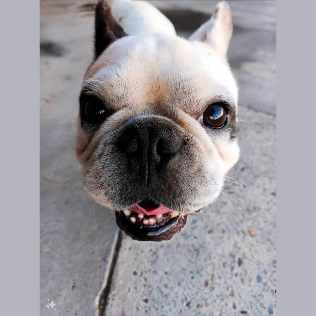 Photo of Rocky   6 Year Old French Bulldog (Trial)