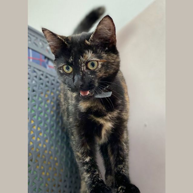 Photo of Parton (0106)