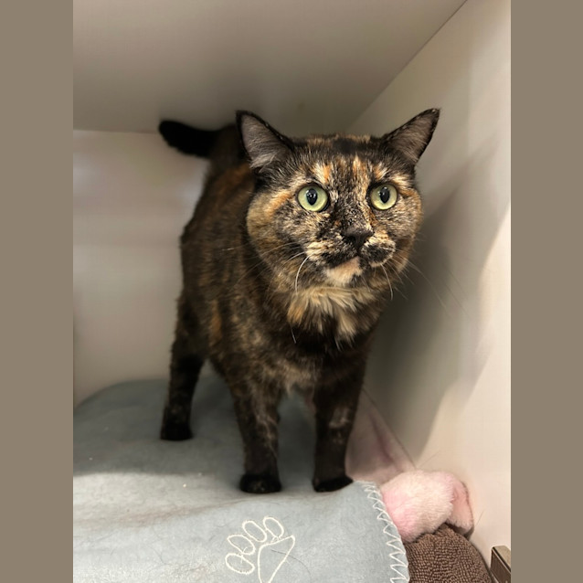 Photo of Juno