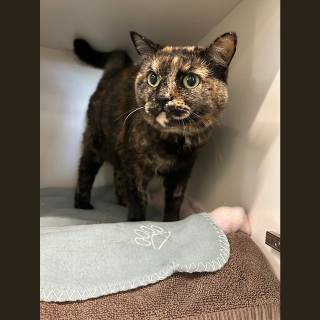 Photo of Juno