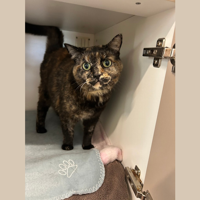 Photo of Juno