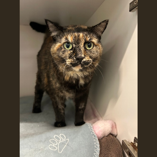 Photo of Juno