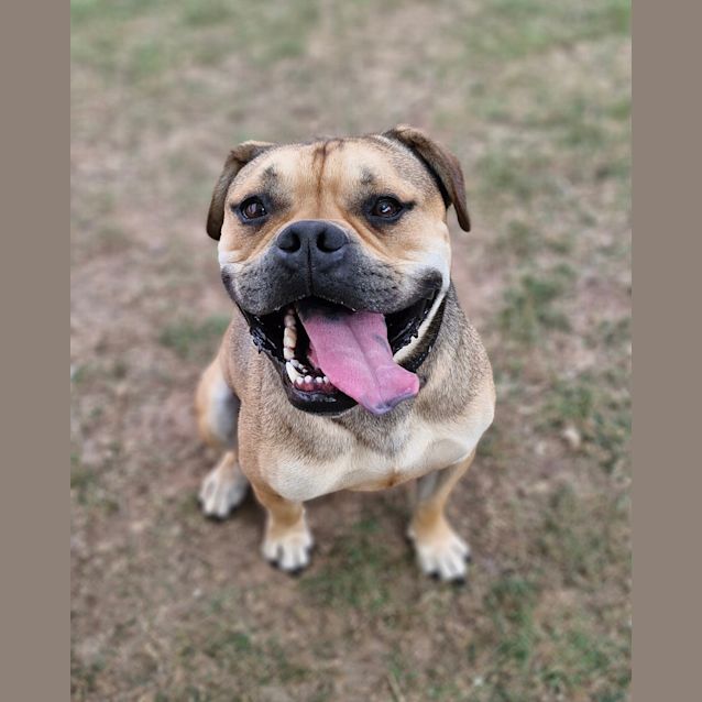 Photo of Odie