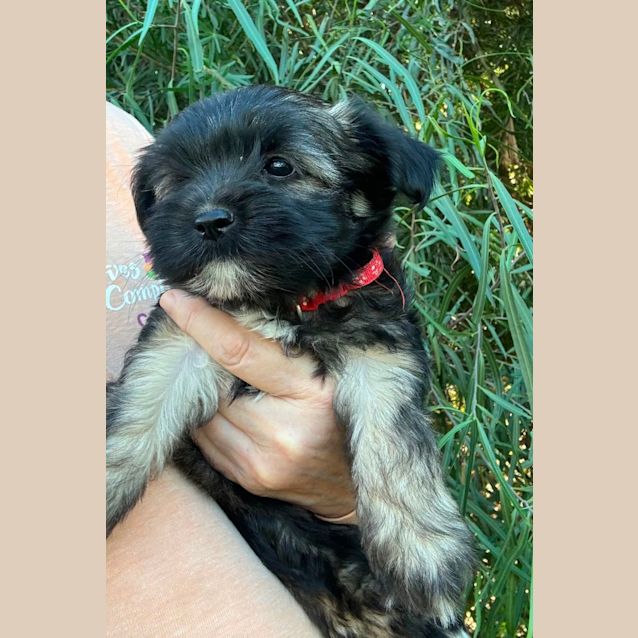 Photo of Fawn And Topsy