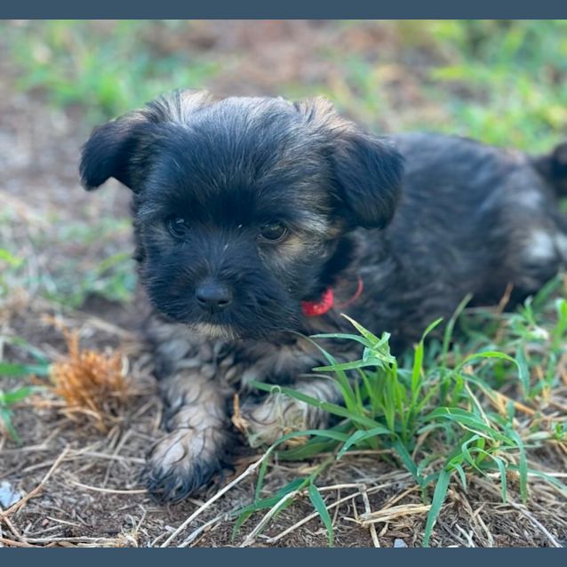 Photo of Fawn And Topsy
