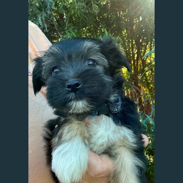 Photo of Fawn And Topsy