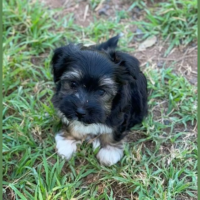 Photo of Fawn And Topsy