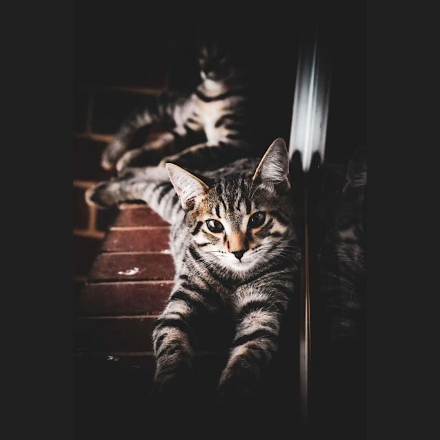 Photo of Sherlock & Watson