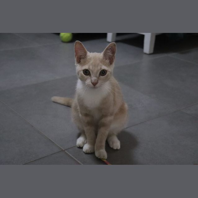 Photo of Captain