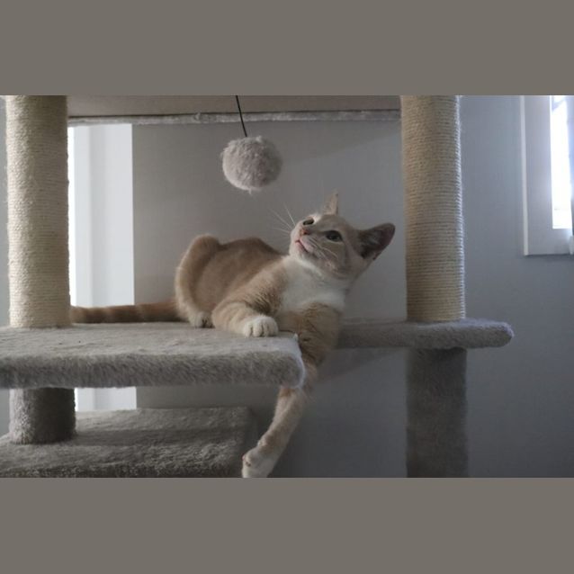 Photo of Captain