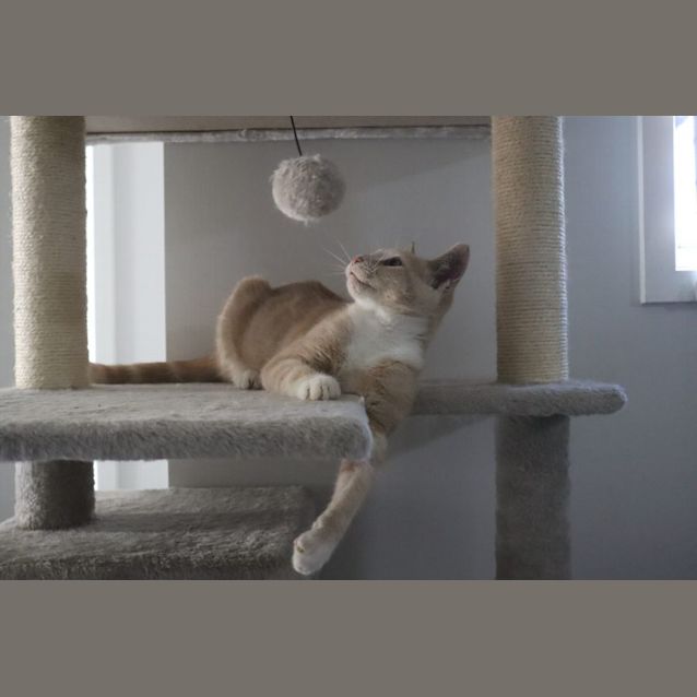Photo of Captain