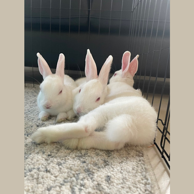 Photo of Princess Bubblegum