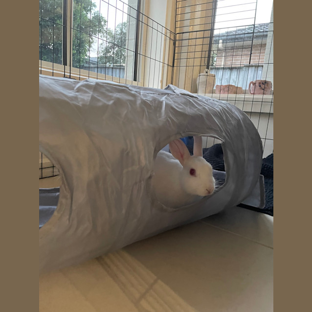 Photo of Princess Bubblegum