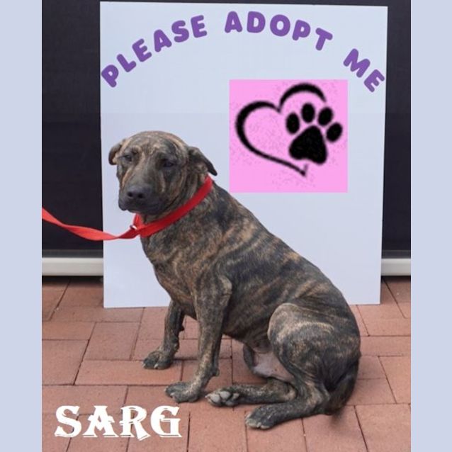 Photo of Sarg