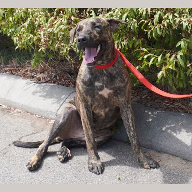 Photo of Sarg