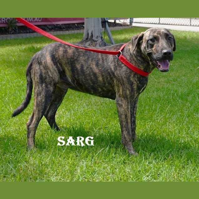 Photo of Sarg