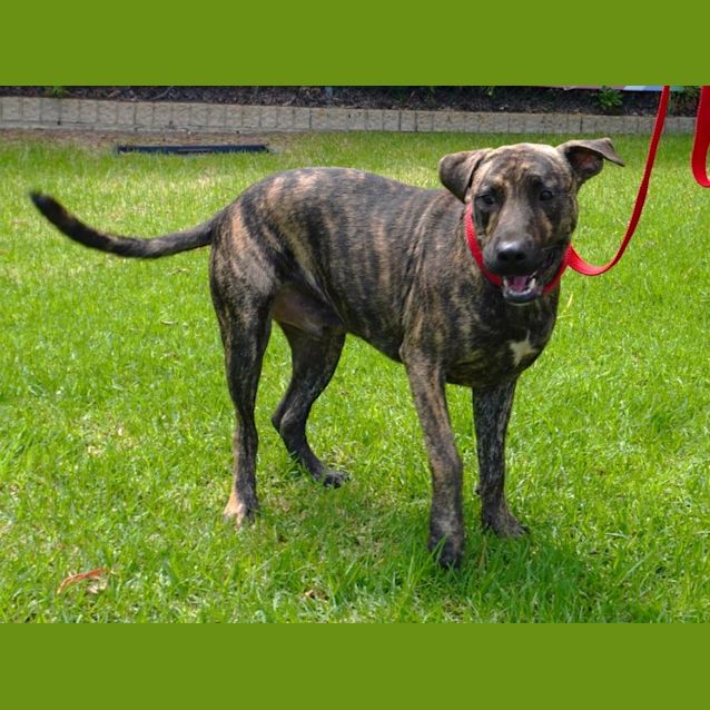 Photo of Sarg