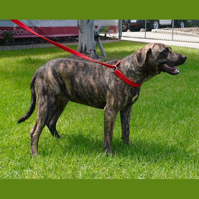 Photo of Sarg