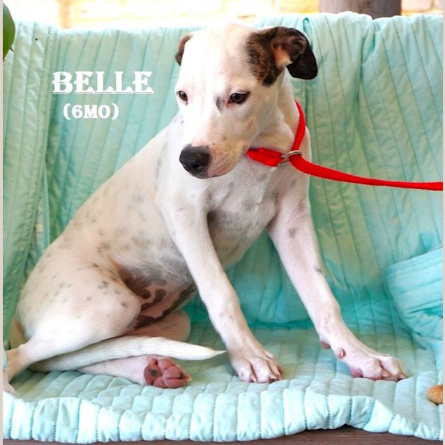 Photo of Belle
