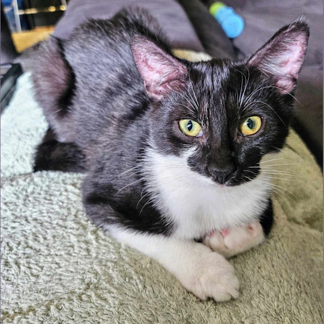 Photo of Captain Meet Me At Petstock Carrum Downs 17/4/24