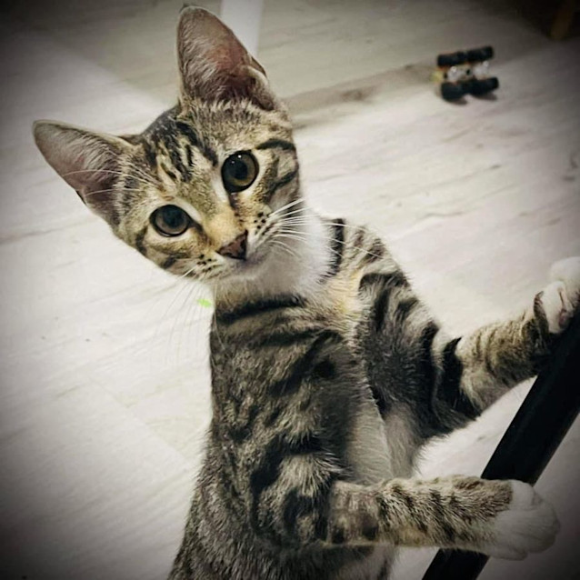 Photo of 10357   Nezuko