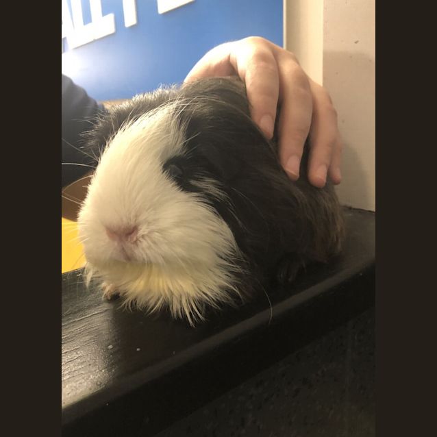 Photo of Daisy