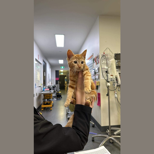 Photo of Chester Meet Me At Petstock Carrum Downs 17/3/24