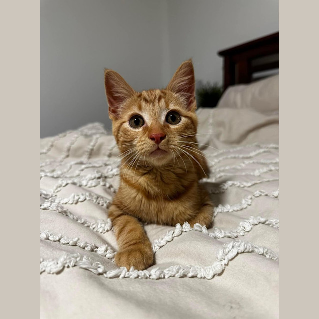 Photo of Chester Meet Me At Petstock Carrum Downs 17/3/24