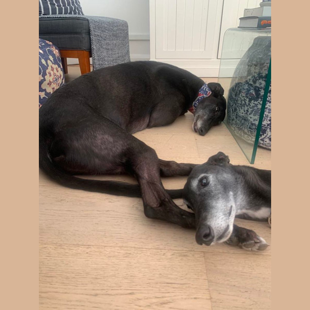 Photo of Kevin Greyhound