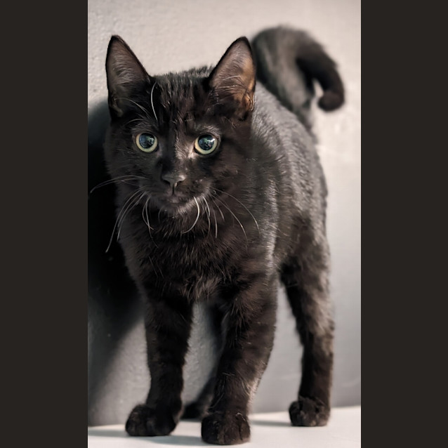 Photo of Gidget