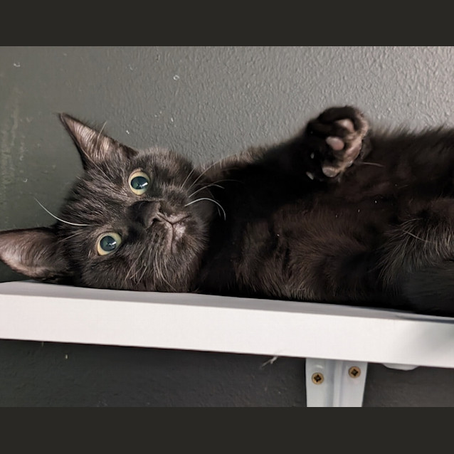 Photo of Gidget