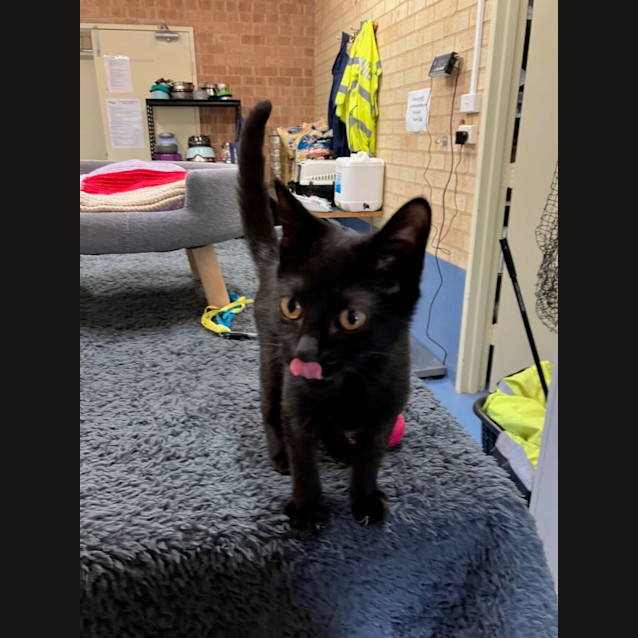 Photo of Nova