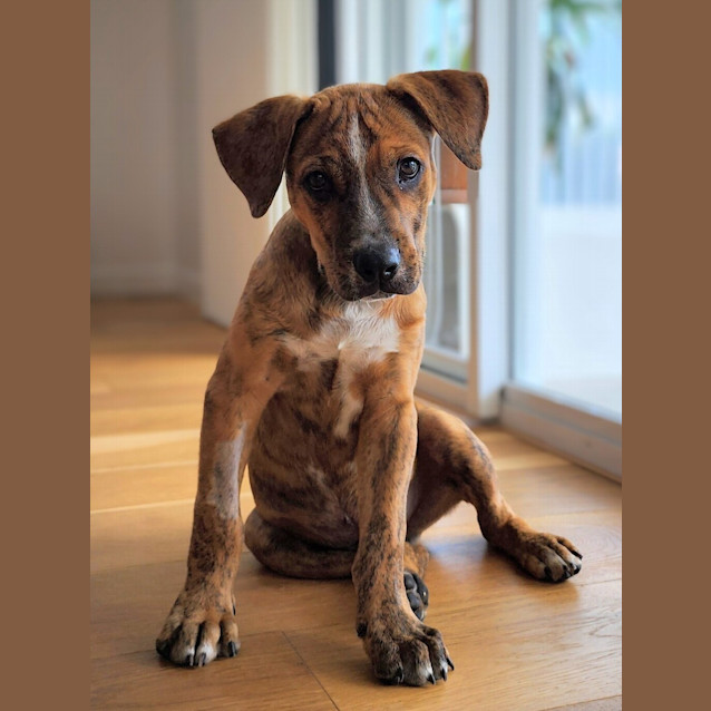 Photo of Apollo