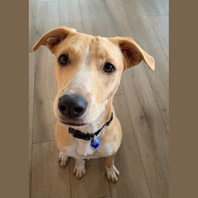 Photo of Daisy   1 Year Old Greyhound X Staffy (Trial)