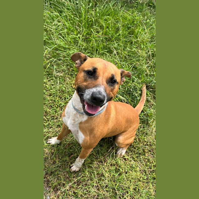 Photo of Rusty (0104)