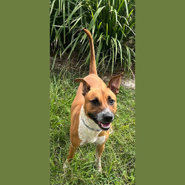 Photo of Rusty (0104)