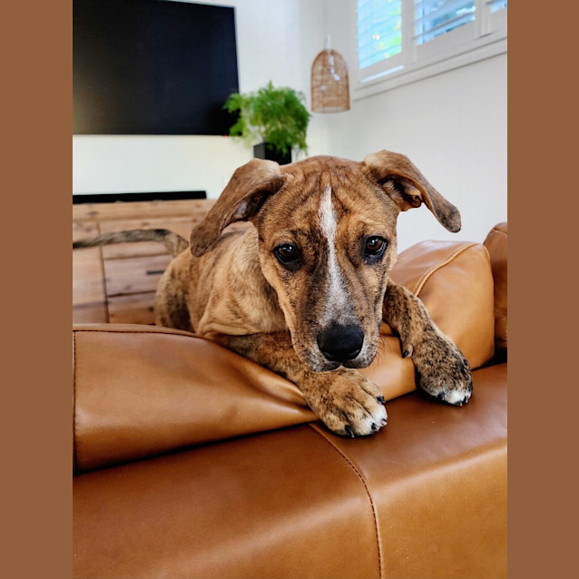 Photo of Apollo