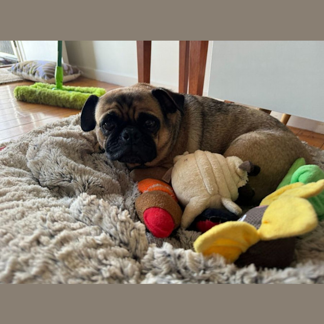 Photo of Murphy 🥕