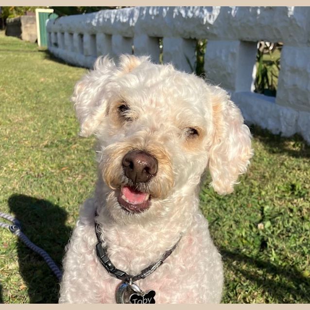 Photo of Toby   10 Year Old Poodle X (Trial)