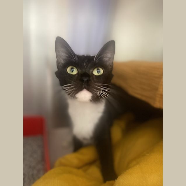 Photo of Lady